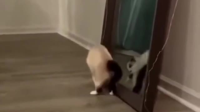 Funny animals video