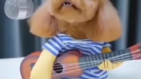 Funny dog❤️