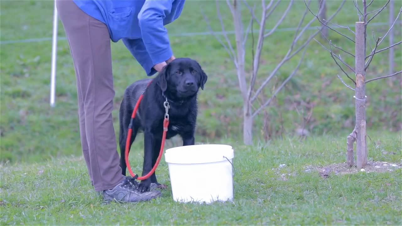 Owner Washing His Labrador Dog