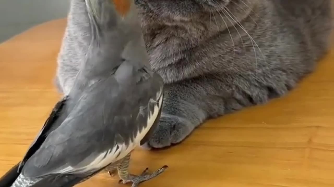 Funny animal shorts 5#5 msp laugh video