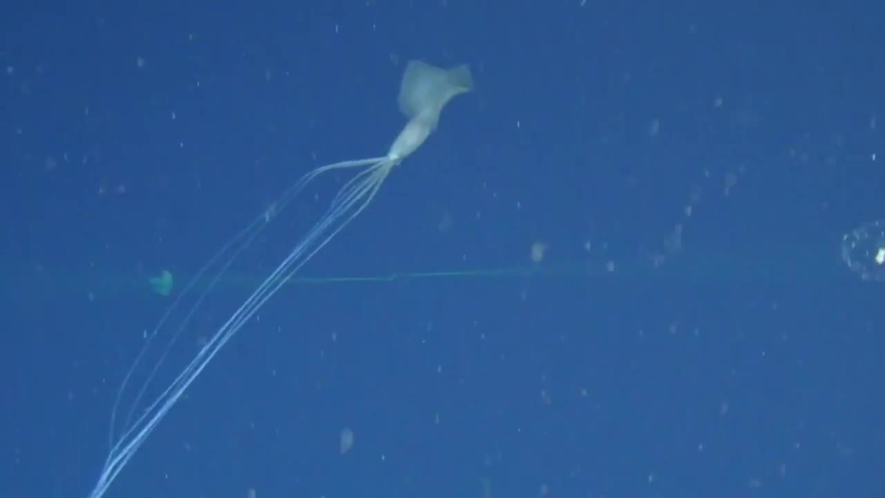 Bigfin Squid / an alien??