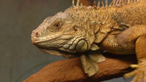 An iguana on a tree branch