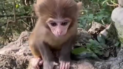 Must See Cute baby Animals