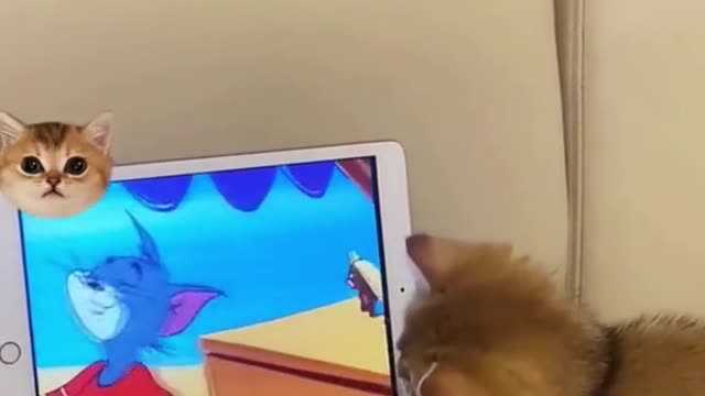 cat is so cute