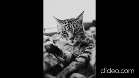 gatos-mix-reggae_HBvT88ef_w3M2.mp4