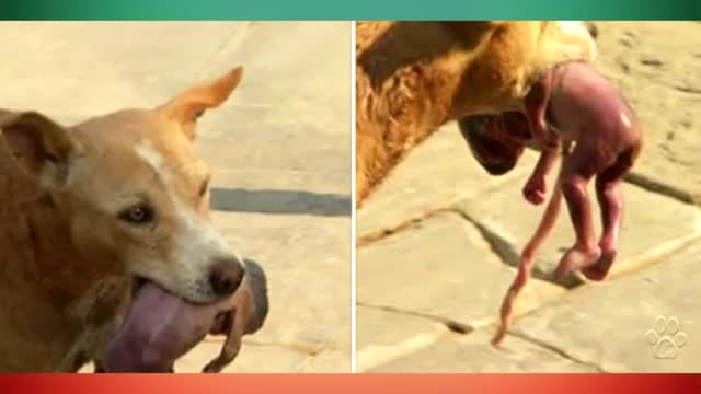 Dog saves baby who was abandoned by his mother