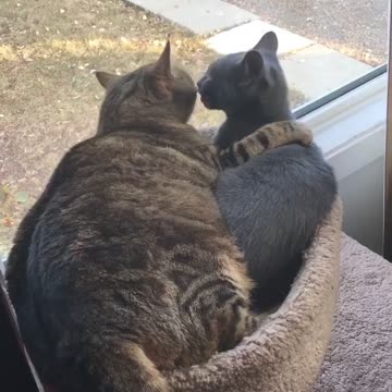 Cats feeling the love.
