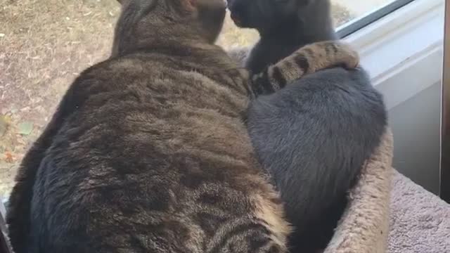 Cats feeling the love.