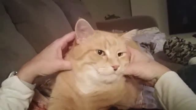 Gary the Cat - Face Massage_batch