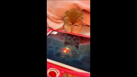 Cat Funny Moments