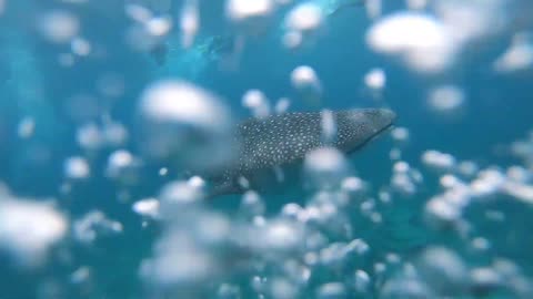 Bubble Rings and Shark Whale