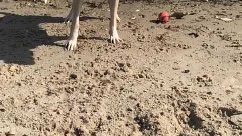 White dog shaking off water in slow mo