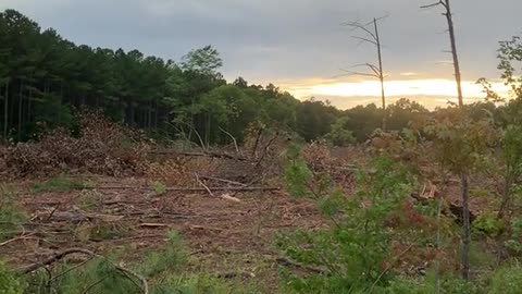 bird#trees#deforestatio