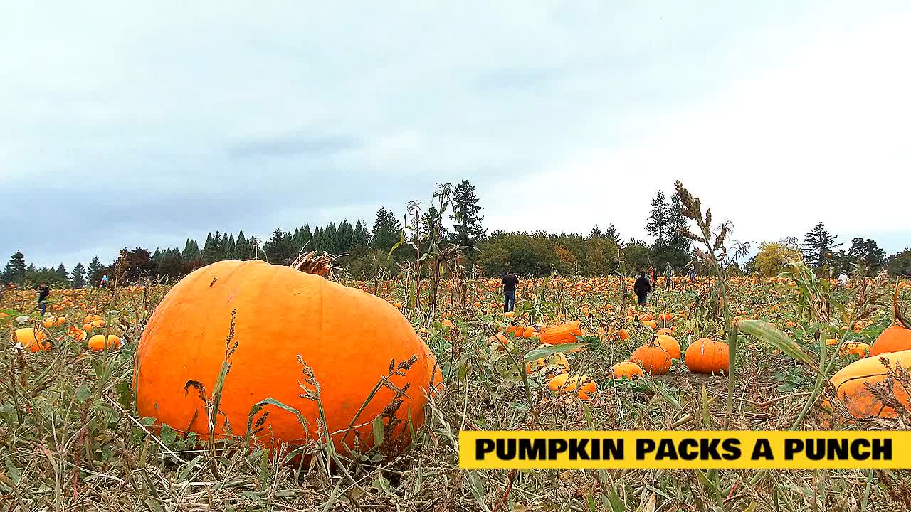 Benefits of Pumpkin for Cats