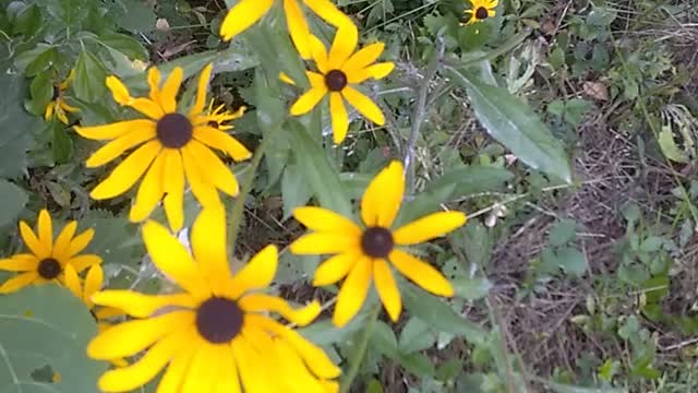 Black-eyed Susan