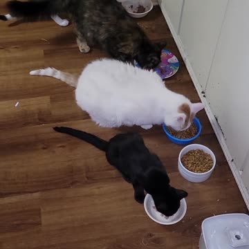 Breakfast at the zoo 😁