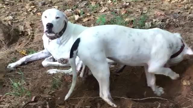 Dogo Puppy Tries To Bury Sister