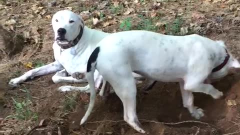 Dogo Puppy Tries To Bury Sister