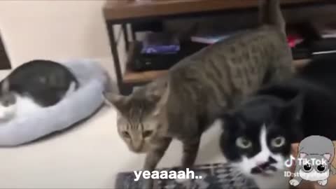 Cat starts singing My heart will go on by Celine Dion HOW HILARIOUS!!!