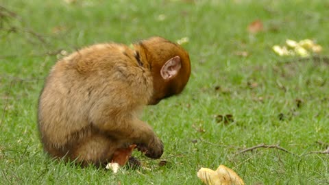 Watch the brown monkey how to eat bread !!