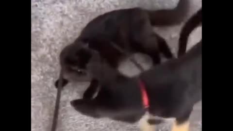 Funniest cats😹