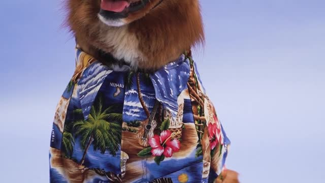 Dog ready to Go to the Beach in style