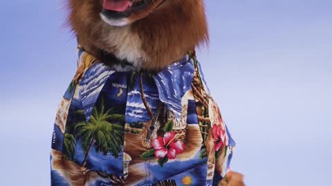Dog ready to Go to the Beach in style