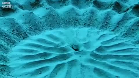 A creative art work under the sea floor by this fish