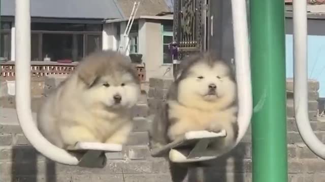 cutest and funny baby animal