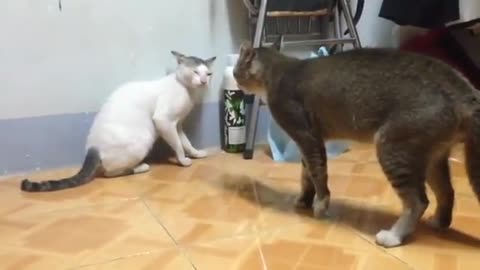 Cat vs Cat Best Fight Moment