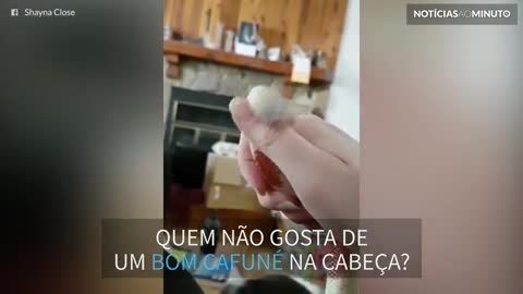 Esta cobra adora um cafuné