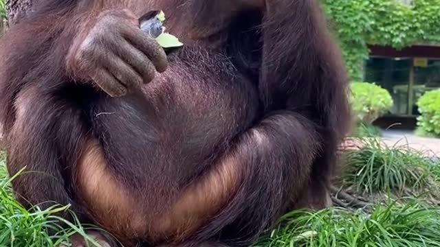 orangutans