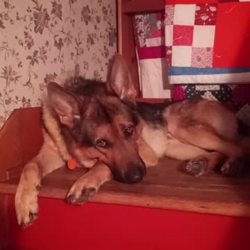 Talking german shepherd!