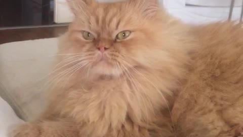 Orange cat sits on white couch