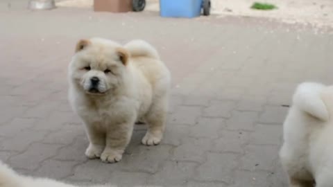 I love chow chow