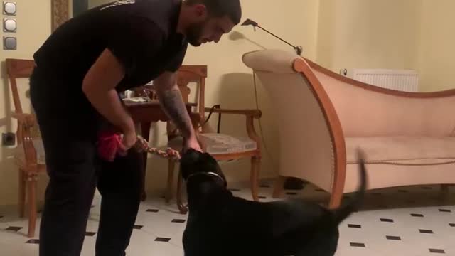 Playing hard with my dog ! Very aggressive play with my dog 😁 my pet