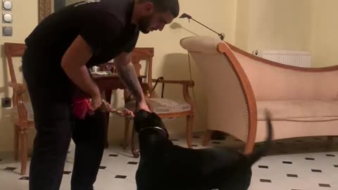 Playing hard with my dog ! Very aggressive play with my dog 😁 my pet