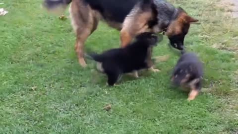 Training Tips German Shepherd