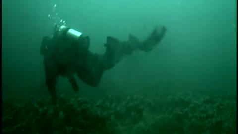 Wreck diving the Straits of Mackinac