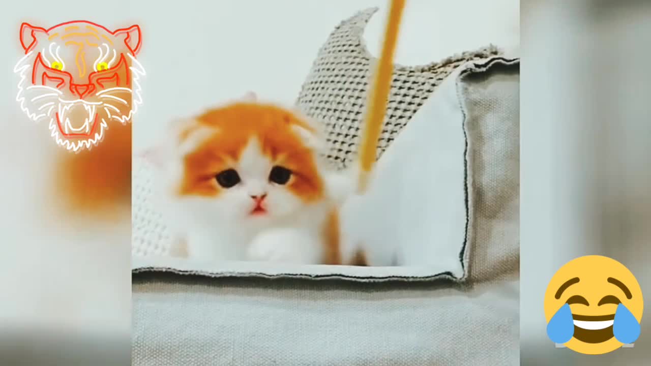 The cutest cat in the world | Video the super cute | The most charming cat in the world.