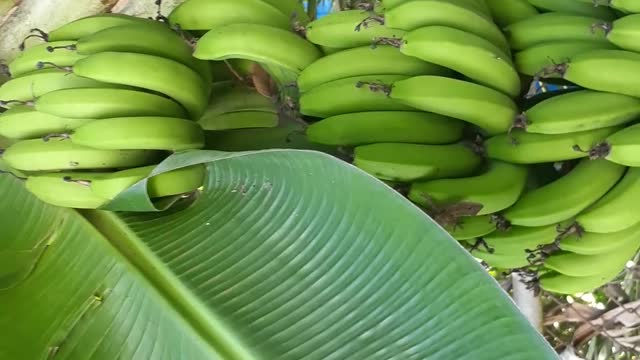 Platanos