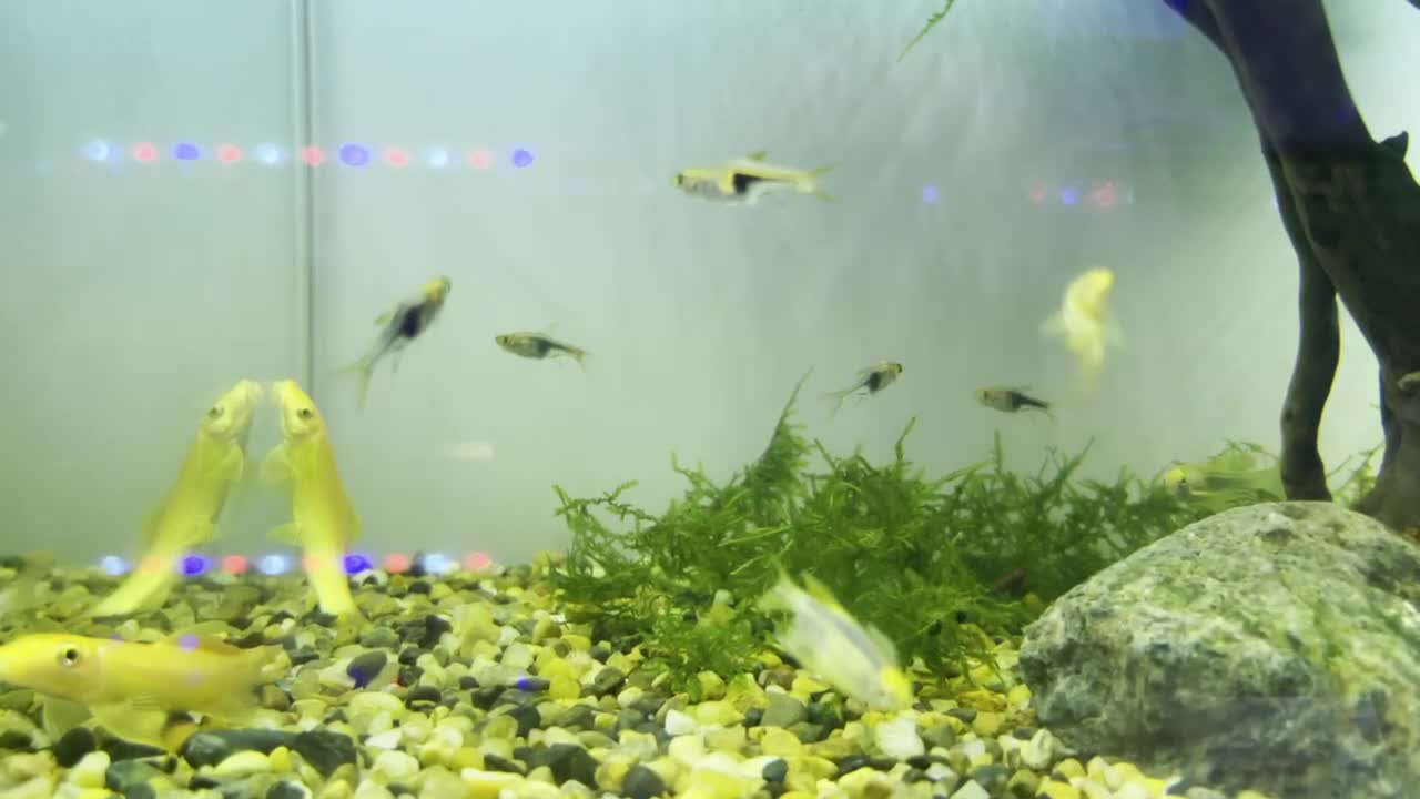 There are so many little goldfish in the aquarium!