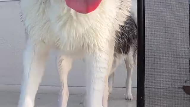 HUSKY ACCIDENTALLY FALLS INTO SWIMMING POOL - RESCUED!!! #shorts