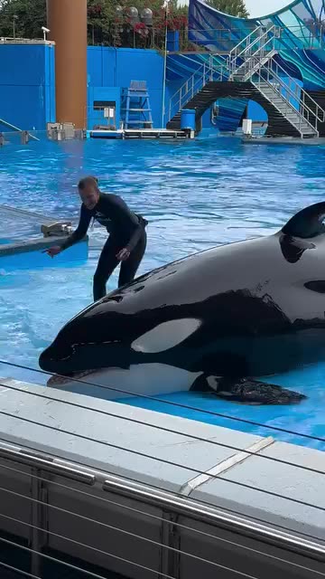 Orca thrills crowd by leaping so high in the air
