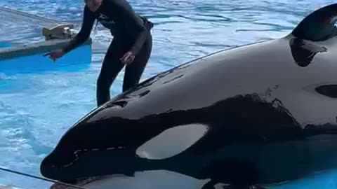 Orca thrills crowd by leaping so high in the air