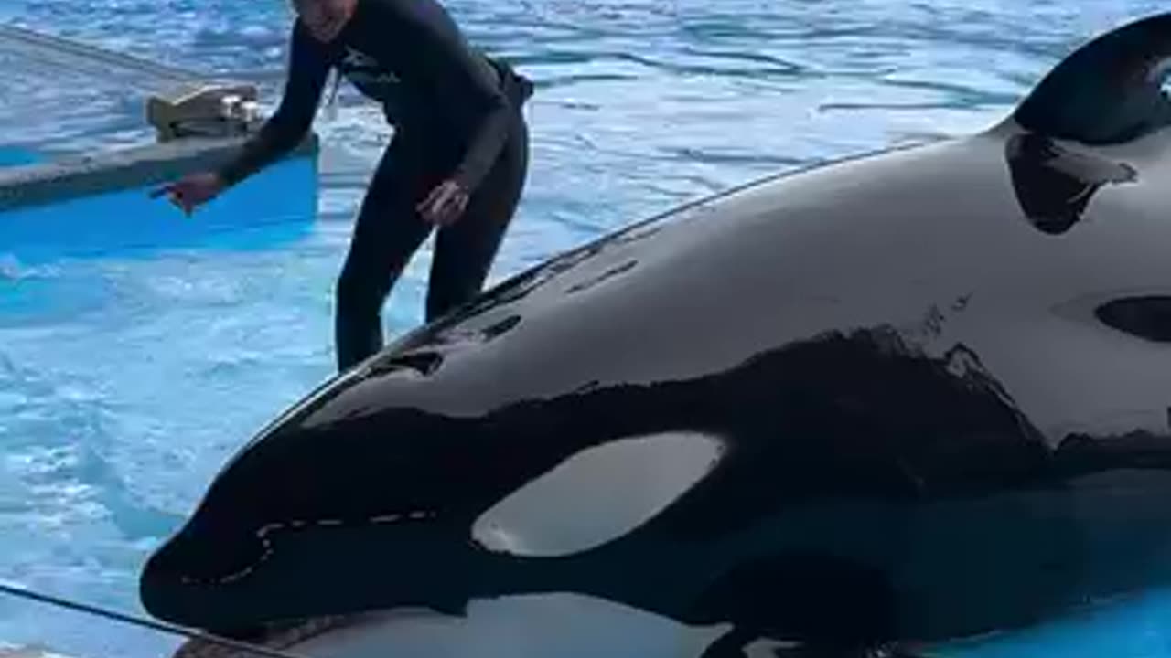 Orca thrills crowd by leaping so high in the air