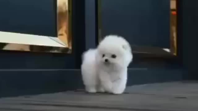 Cute puppies video / cute puppy complitation //2021