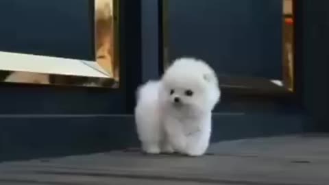 Cute puppies video / cute puppy complitation //2021