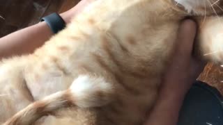 Cat has eaten too much food