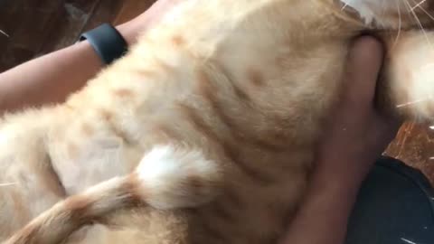 Cat has eaten too much food